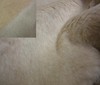 beige Soft Lamb Fur Fabric